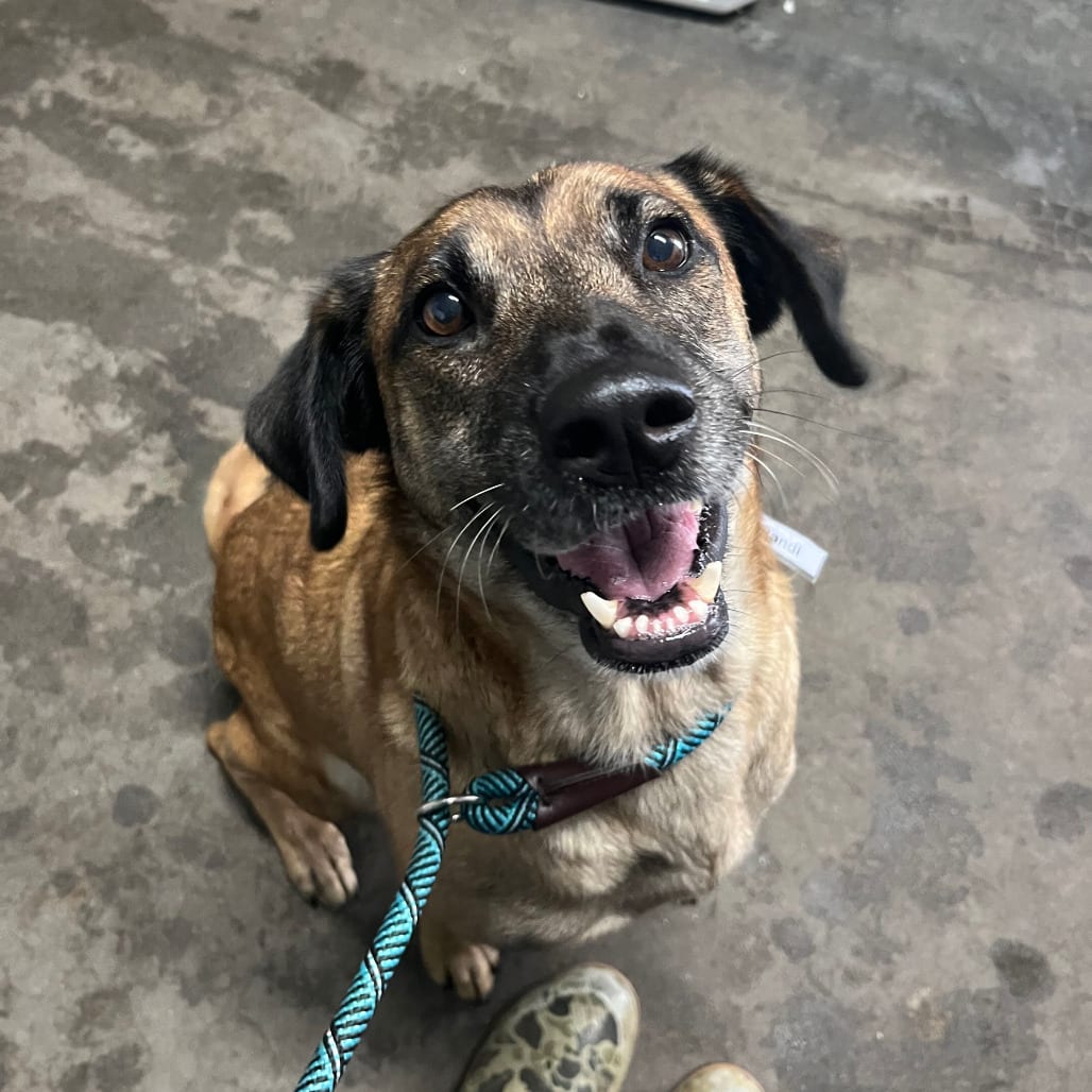 Photo of Marge @ Foster, adoptable Mixed Breed (Medium) in Summerville, South Carolina