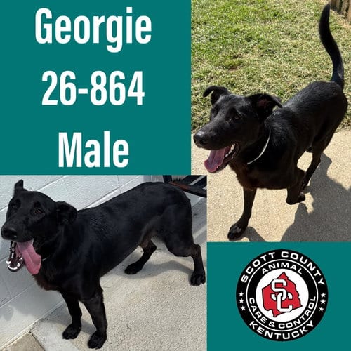 Photo of Georgie, adoptable German Shepherd Dog in Georgetown, Kentucky