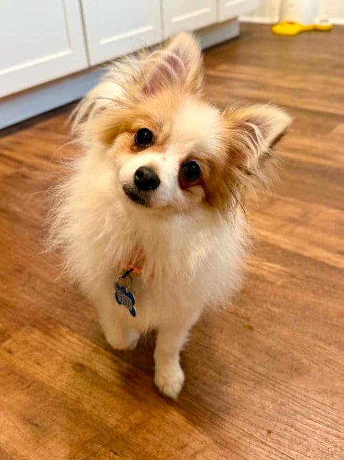 Photo of Daisy, adoptable Chihuahua in Springdale, Pennsylvania