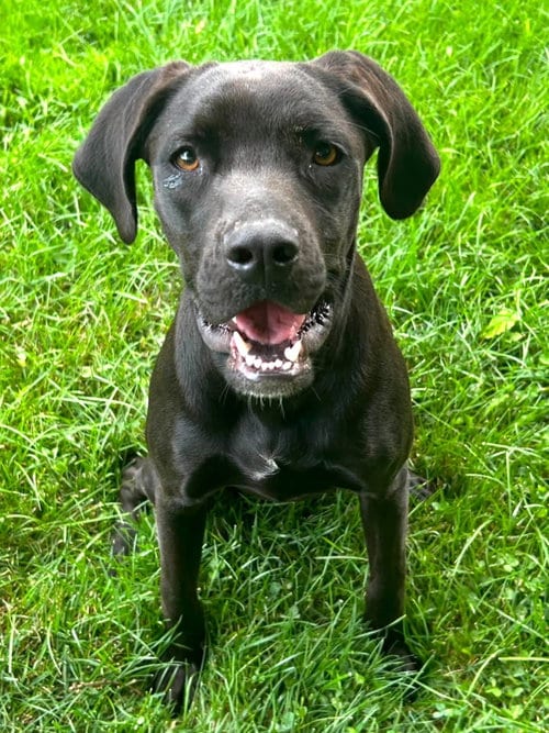 Photo of Petra, adoptable Hound in Elizabethtown, Pennsylvania