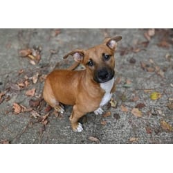 Photo of Boone, adoptable Hound (Unknown Type) Boxer in Medfield, Massachusetts