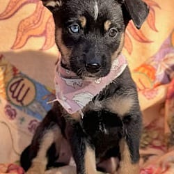 Photo of Cider, adoptable Husky Shepherd (Unknown Type) in Salem, Oregon