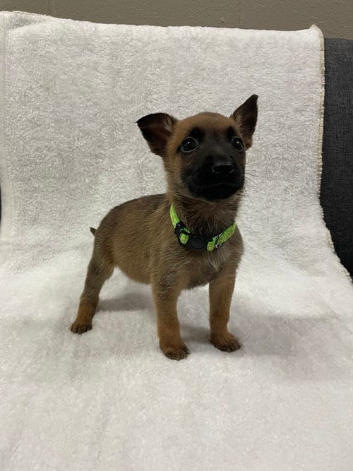 Photo of Hallowed Harvest - Mystic - Located in Florida, adoptable Belgian Shepherd Malinois in Imlay City, Michigan