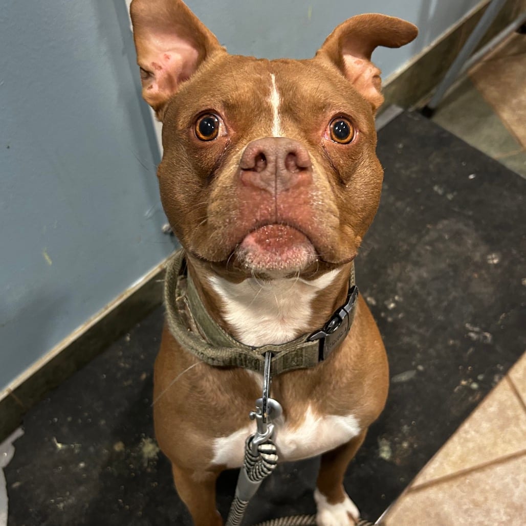 Photo of Carl Dean, adoptable Mixed Breed (Medium) in Chattanooga, Tennessee