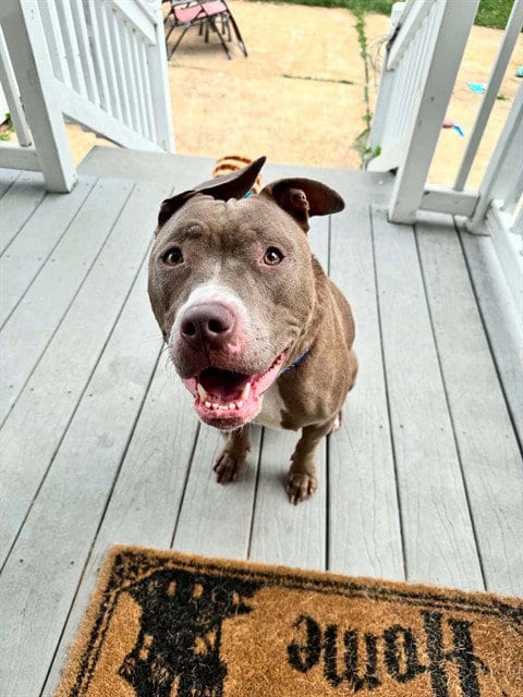 Photo of Xena, adoptable Pit Bull Terrier in St. Louis, Missouri