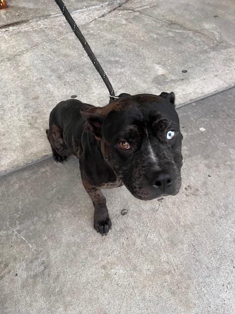 Photo of Peter, adoptable Terrier in Miami, Florida