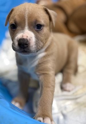Photo of Kenny, adoptable Labrador Retriever in Savannah, Missouri