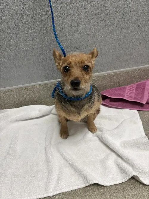 Photo of Precious, adoptable Terrier in Las Vegas, Nevada