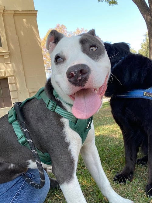Photo of P.B. Alex, adoptable Pit Bull Terrier in Inglewood, California