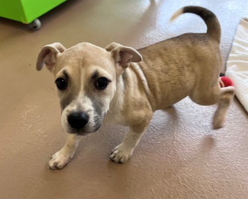 Photo of Kimmie, adoptable Pit Bull Terrier in Plano, Texas