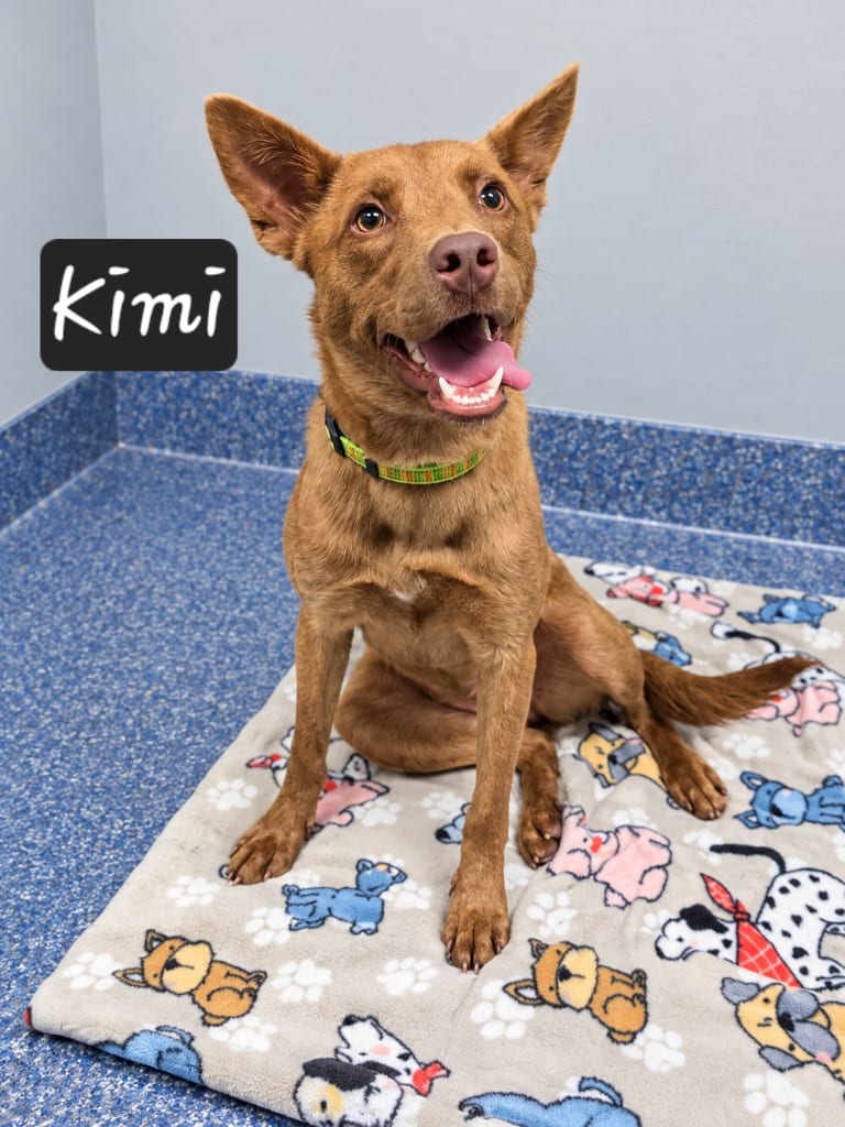 Photo of Kimi, adoptable Spitz in Maumelle, Arkansas