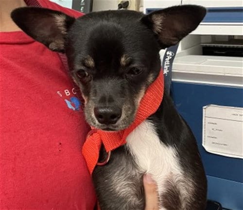 Photo of Ruby, adoptable Chihuahua in San Bernardino, California