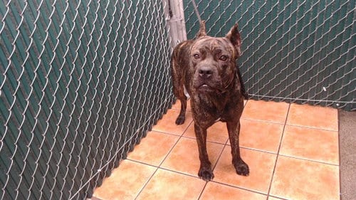 Photo of Brenda, adoptable Pit Bull Terrier in Downey, California