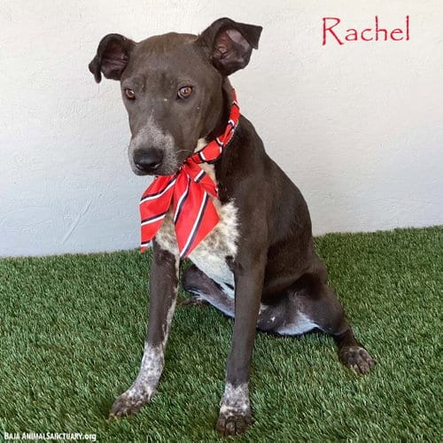 Photo of Rachel, adoptable German Shorthaired Pointer in San Diego, California