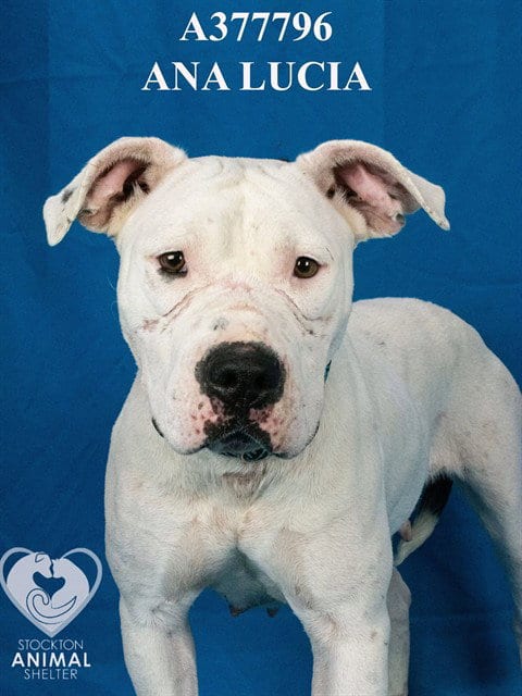Photo of Ana Lucia, adoptable Pit Bull Terrier in Stockton, California