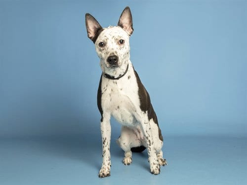 Photo of Oaklee, adoptable Australian Cattle Dog/Blue Heeler in Phoenix, Arizona