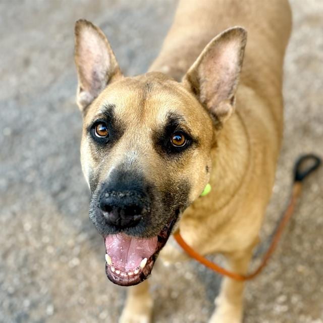 Photo of Queen Judy, adoptable dog