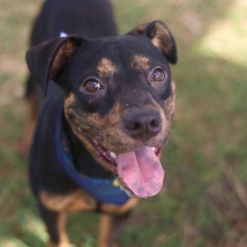 Photo of Mocha, adoptable American Staffordshire Terrier in San Antonio, Texas