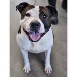 Photo of Susie, adoptable Mixed Breed (Medium) in Georgetown, Delaware