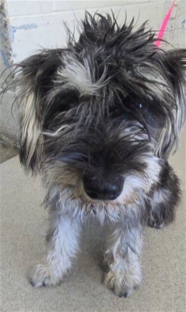 Photo of Lullaby, adoptable Miniature Schnauzer in San Bernardino, California