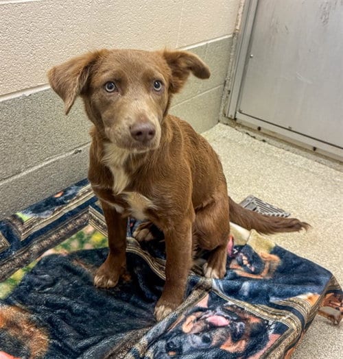 Photo of Faye, adoptable Labrador Retriever in Statesville, North Carolina