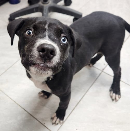 Photo of Star, adoptable Terrier in Walnutport, Pennsylvania