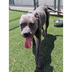 Photo of Violet, adoptable American Staffordshire Terrier in Texas City, Texas