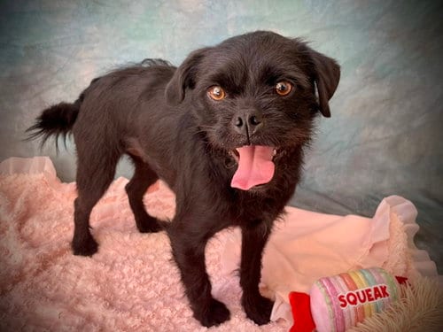 Photo of Petunia, adoptable Terrier in Salinas, California