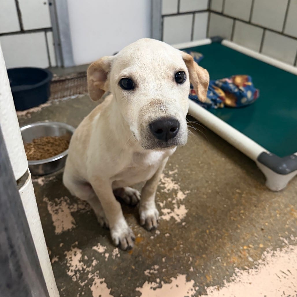 Photo of Ralph, adoptable Retriever, Yellow Labrador / Mix in Starkville, Mississippi