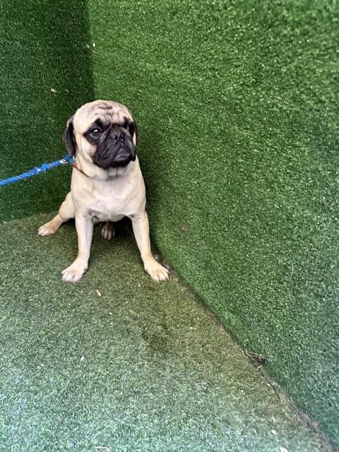 Photo of A5802375, adoptable Pug in Lancaster, California