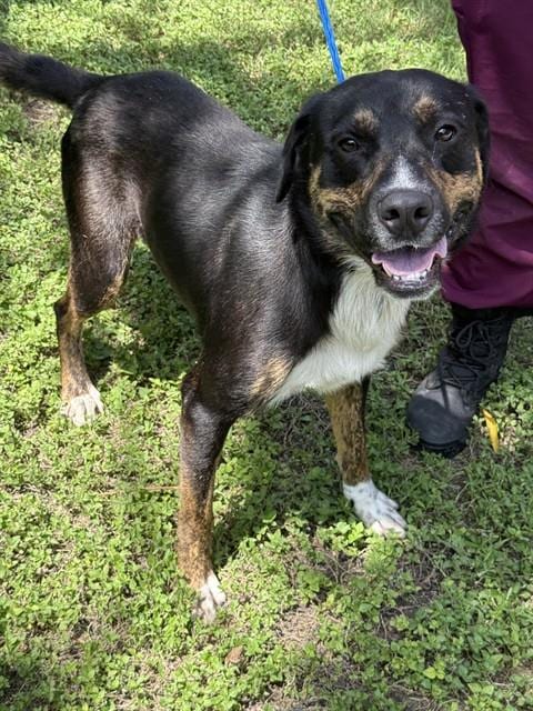 Photo of Deuce, adoptable Labrador Retriever in Killeen, Texas
