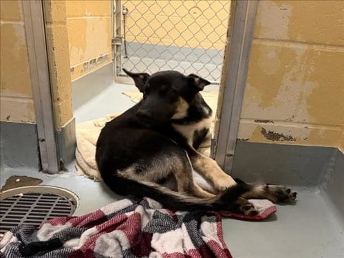 Photo of Manny, adoptable German Shepherd Dog in Tulsa, Oklahoma