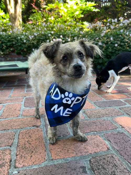 Photo of Birdie and Minnie BONDED PAIR BLIND DOGS, adoptable Poodle (Toy) in San Francisco, California