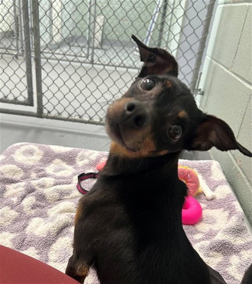 Photo of Lucille, adoptable Chihuahua in Geneva, Illinois