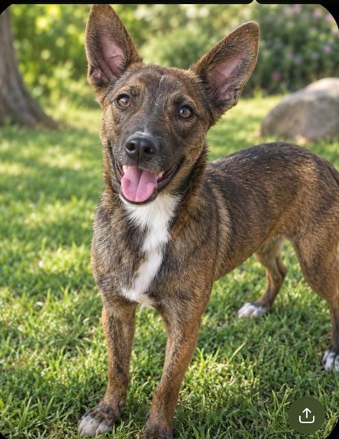 Photo of Blueberry, adoptable Belgian Malinois mix in Albuquerque, New Mexico
