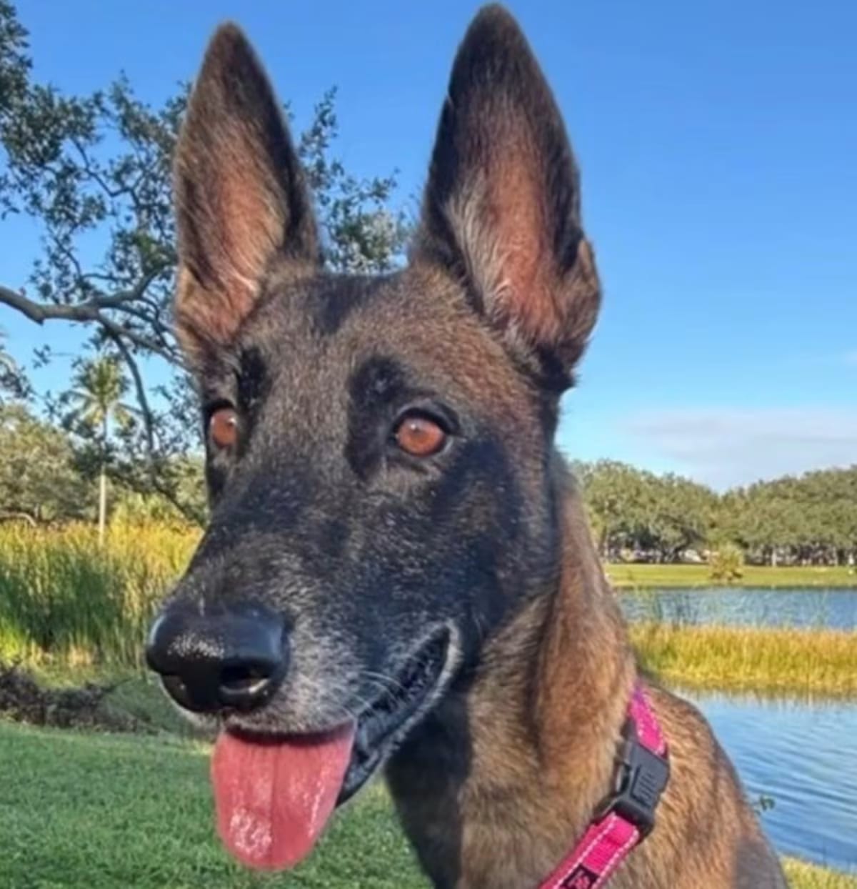 Photo of Berry - Located in Florida, adoptable Belgian Malinois in Imlay City, Michigan