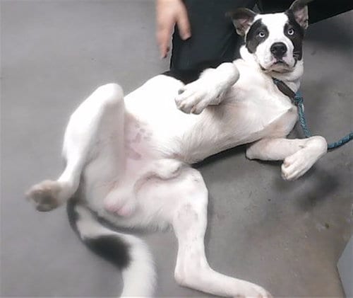 Photo of Theo, adoptable Border Collie in Phoenix, Arizona