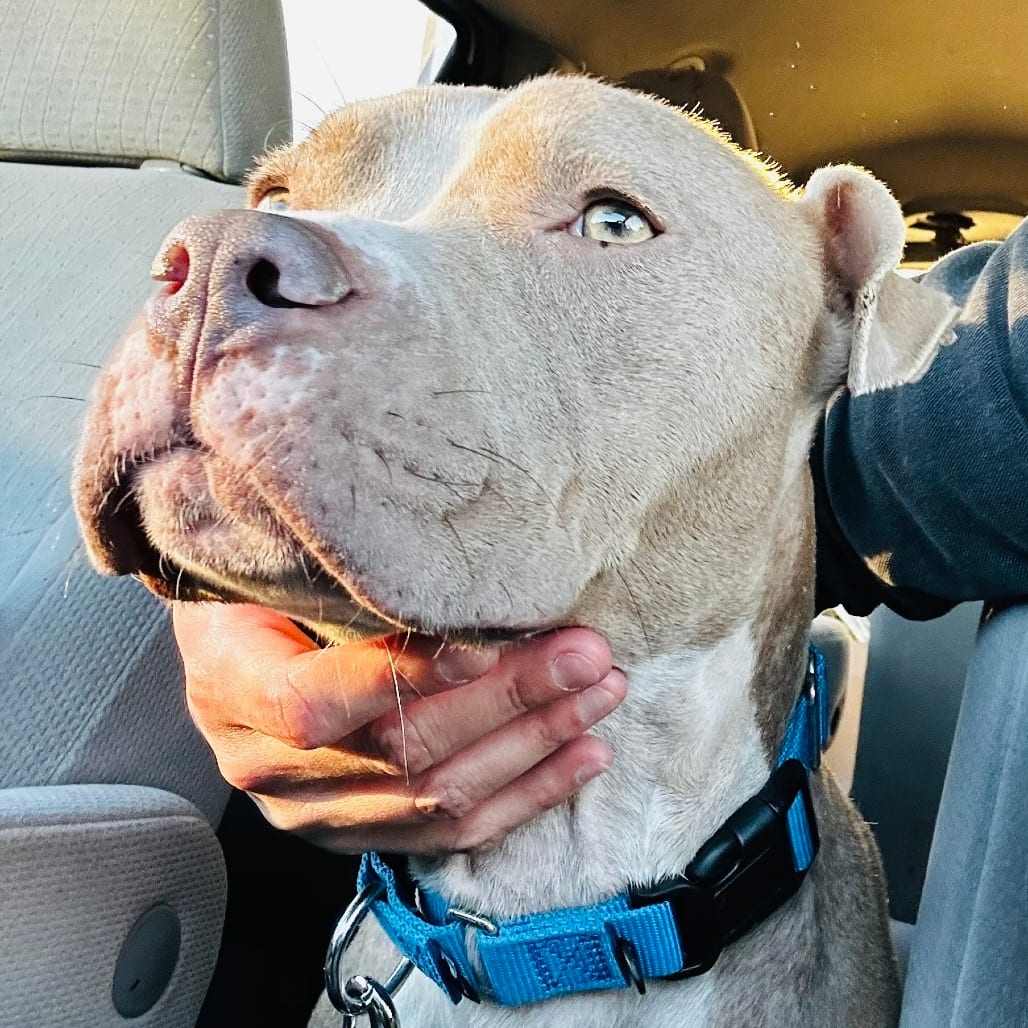 Photo of Honey Bun, adoptable Terrier, Pit Bull / Mix in Dallas, Texas
