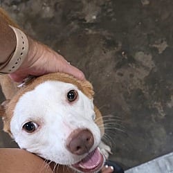 Photo of Venice, adoptable Labrador Retriever Terrier (Unknown Type, Medium) in EAST FALMOUTH, Massachusetts