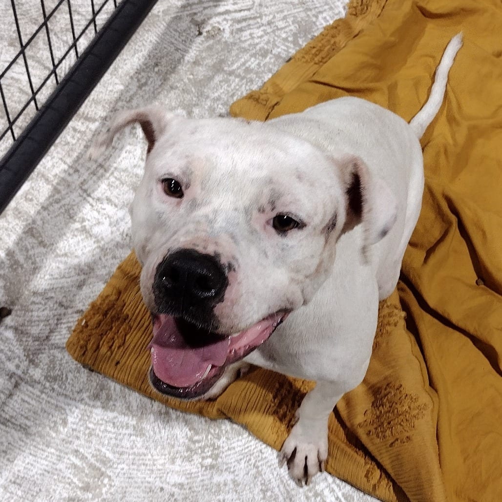 Photo of Mikey, adoptable Terrier, Pit Bull / Mix in Houston, Texas