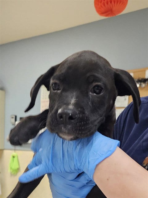 Photo of Stormie, adoptable Boxer in Riverside, California