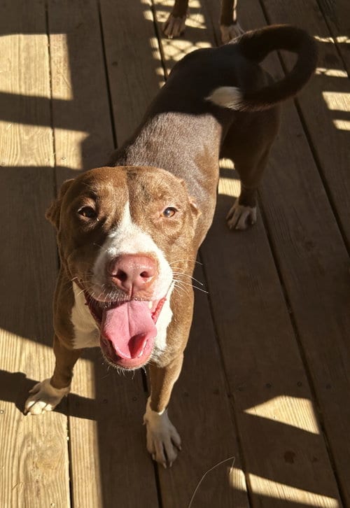 Photo of Truvy, adoptable American Pit Bull Terrier in Wetumpka, Alabama