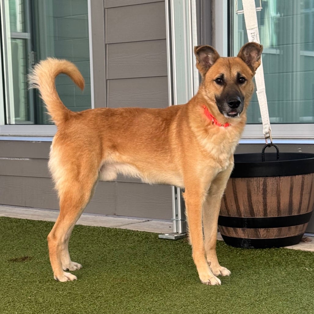 Photo of Florin, adoptable Shepherd / Mixed Breed (Medium) in Greensboro, North Carolina