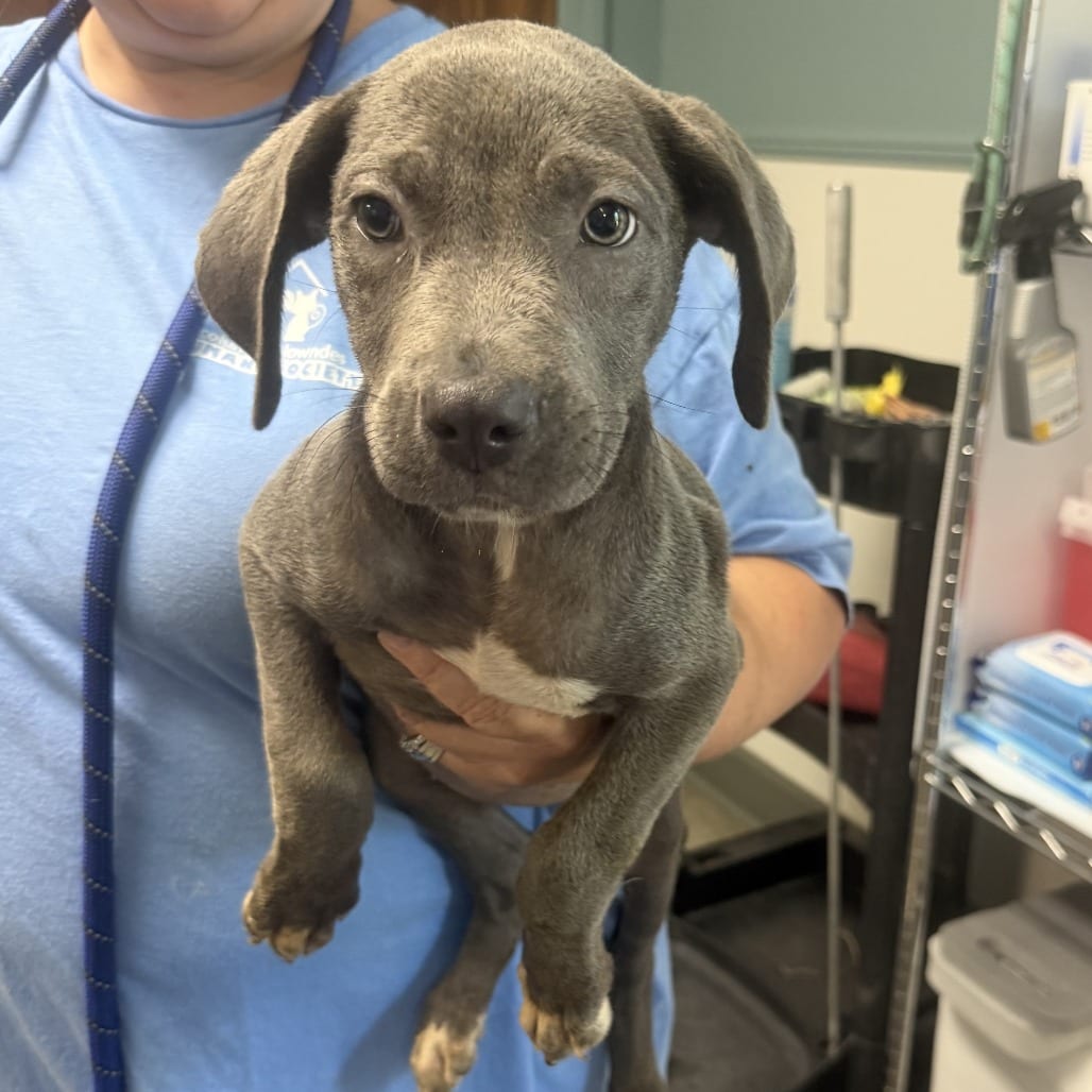 Photo of Birdie, adoptable Retriever, Labrador / Mixed Breed (Medium) in Staunton, Virginia