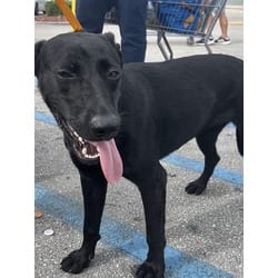 Photo of Mochi, adoptable Labrador Retriever in Doral, Florida