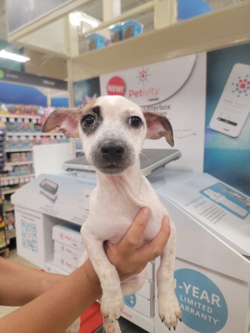 Photo of nia, adoptable Jack Russell Terrier (Parson Russell Terrier) in Pipe Creek, Texas