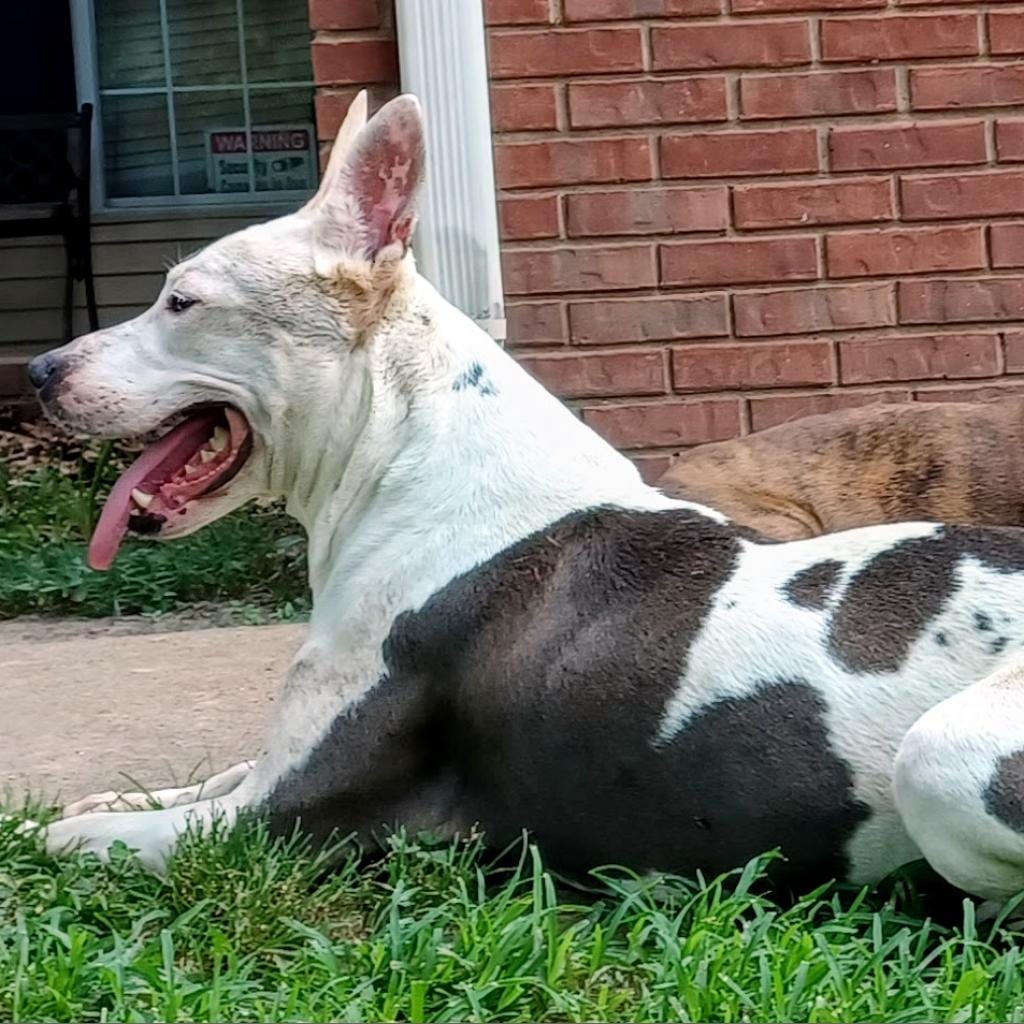 Photo of Lady, adoptable Mixed Breed (Medium)