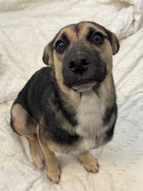Photo of Maisie, adoptable Mixed Breed