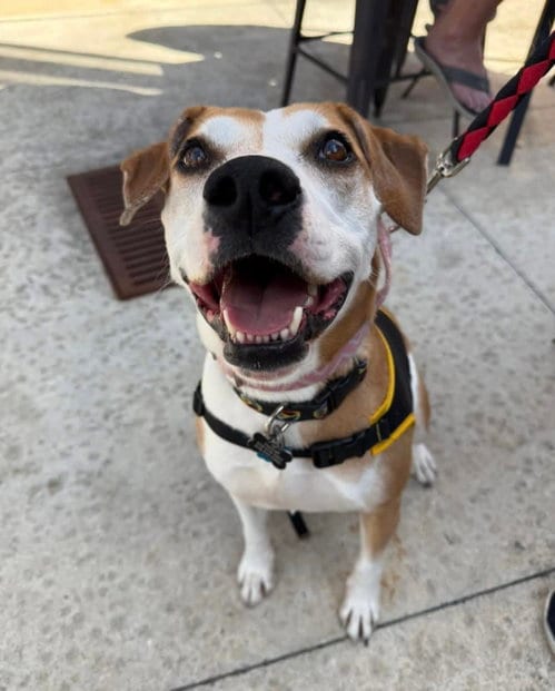 Photo of Celeste, adoptable Boxer in Pittsboro, North Carolina