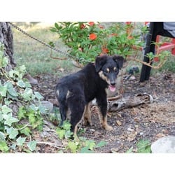Photo of Finley, adoptable Sheltie, Shetland Sheepdog in Medfield, Massachusetts